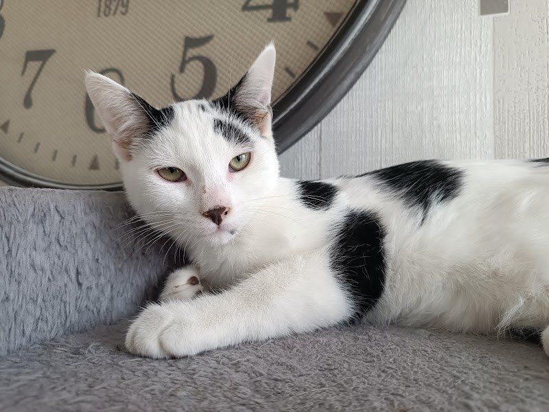 Lucie Durand - Educateur comportementaliste Canin - Pet Sitter - photo 2