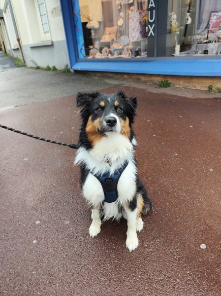 Lucie Durand - Educateur comportementaliste Canin - Pet Sitter - photo 3