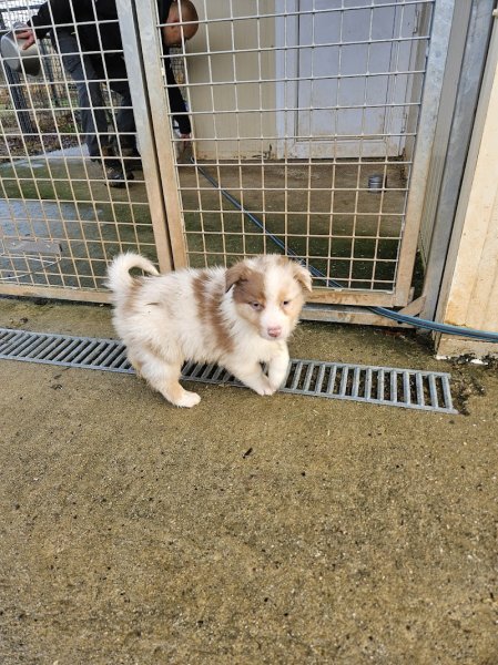 Elevage Berger Australien et Berger Américain Miniature by Activ Dog Normandy