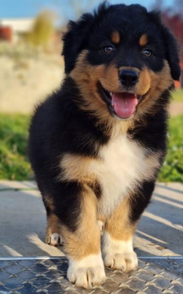 Elevage Berger Australien et Berger Américain Miniature by Activ Dog Normandy - photo 2