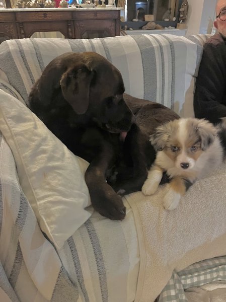 Elevage Berger Australien et Berger Américain Miniature by Activ Dog Normandy - photo 3