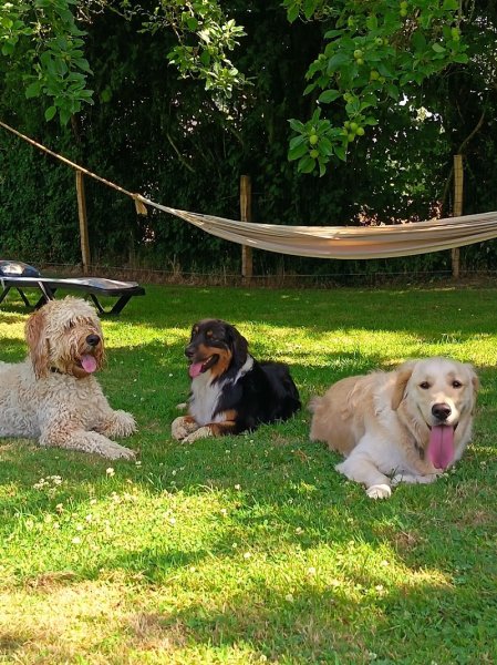 Dog Paradise - photo 1