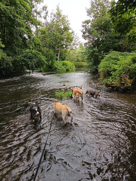 Dog Paradise - photo 2