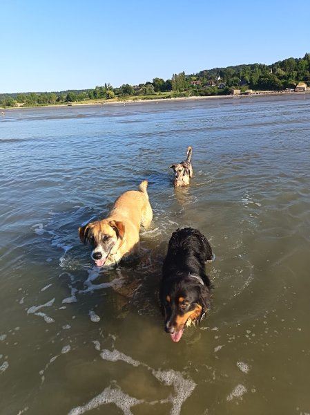 Dog Paradise - photo 3