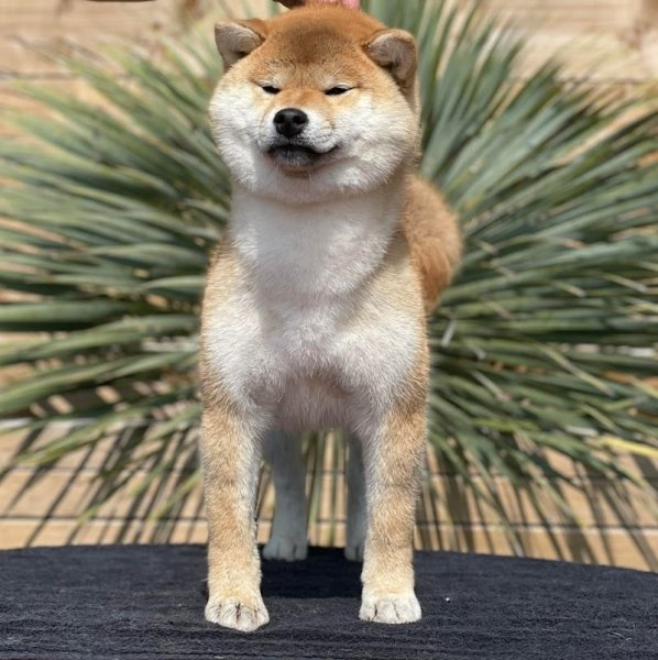 Pension canine de Moyaux