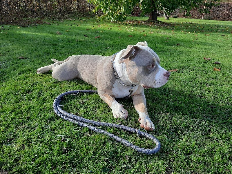 Pension canine de Moyaux - photo 2