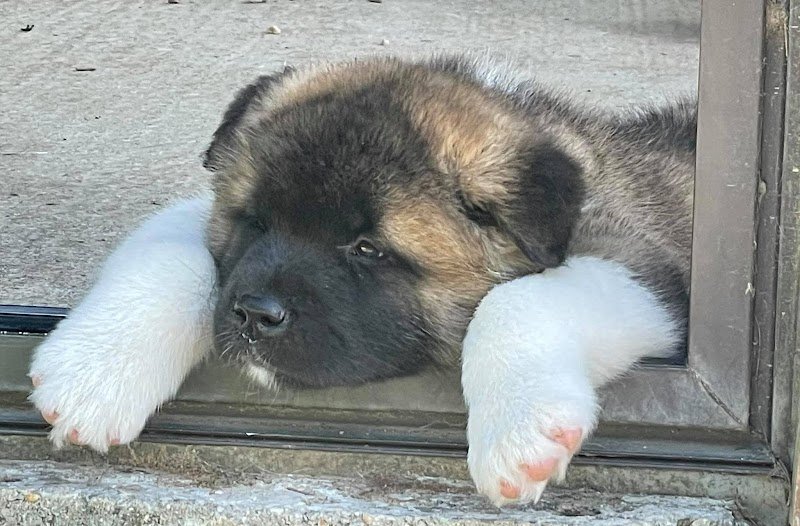 Pension canine de Moyaux - photo 3