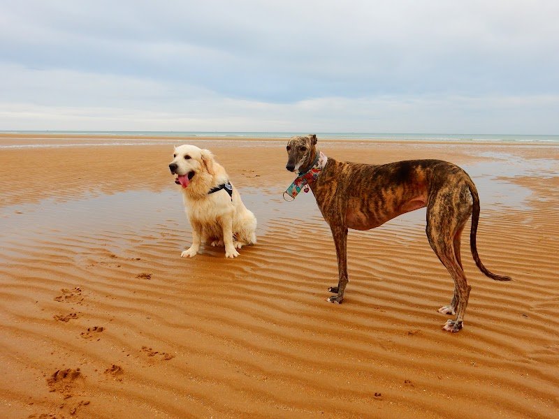 Pension Canine "Comme à la maison" - photo 1