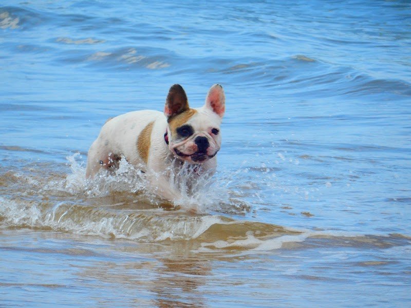 Pension Canine "Comme à la maison" - photo 2