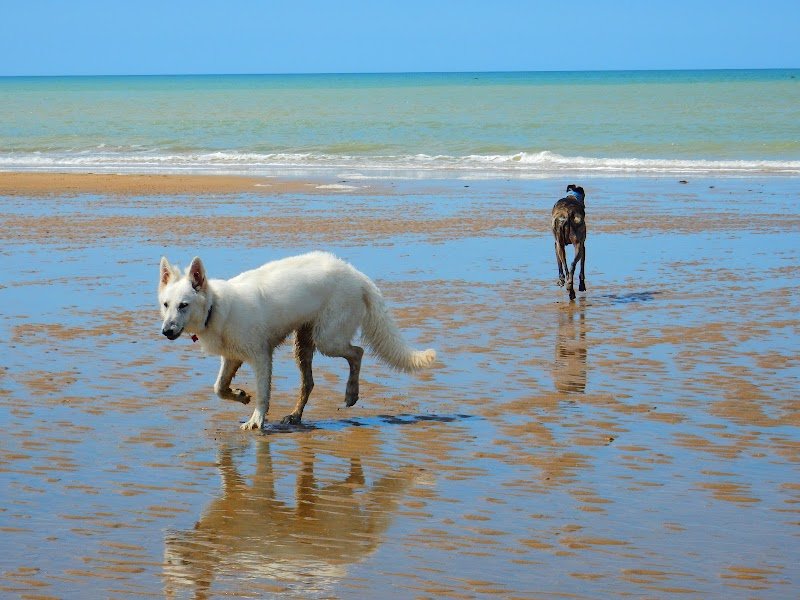 Pension Canine "Comme à la maison" - photo 3