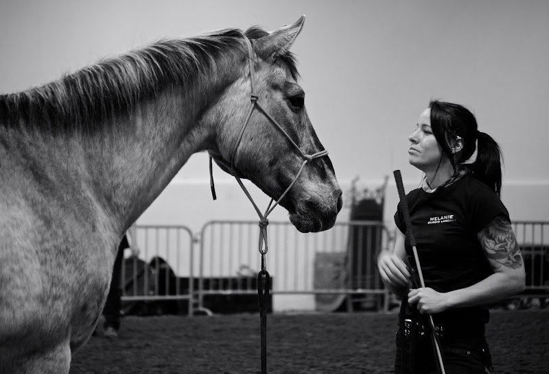 Kala | Services Canins & Équins | Éducation & Dressage à Domicile au Québec - photo 2