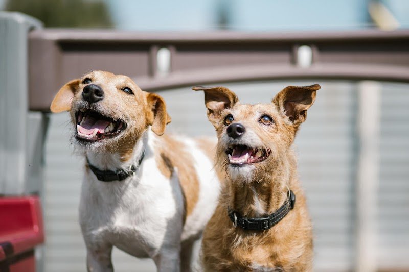 Espace Chien Inc. - photo 2