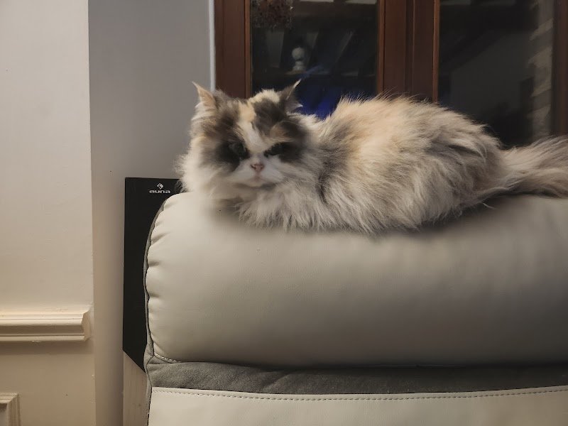 JACK MULLER - Educateur, Comportementaliste Animalier toutes espèces