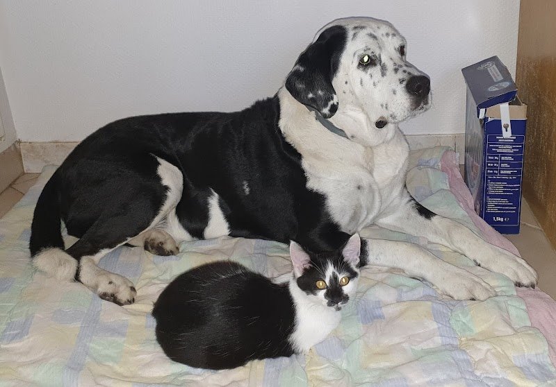 JACK MULLER - Educateur, Comportementaliste Animalier toutes espèces - photo 2