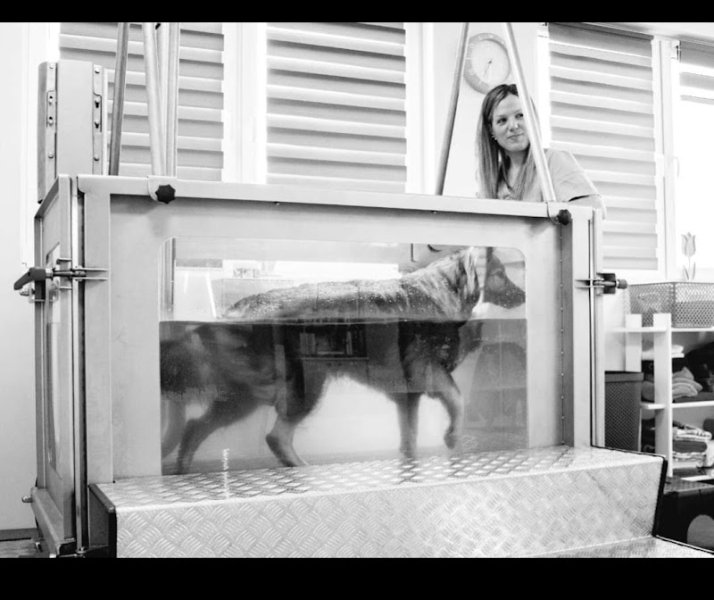 Dog'Hydro in Normandy Ostéopathe équin - canin et hydrothérapie canine