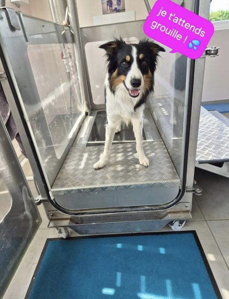 Dog'Hydro in Normandy Ostéopathe équin - canin et hydrothérapie canine - photo 3