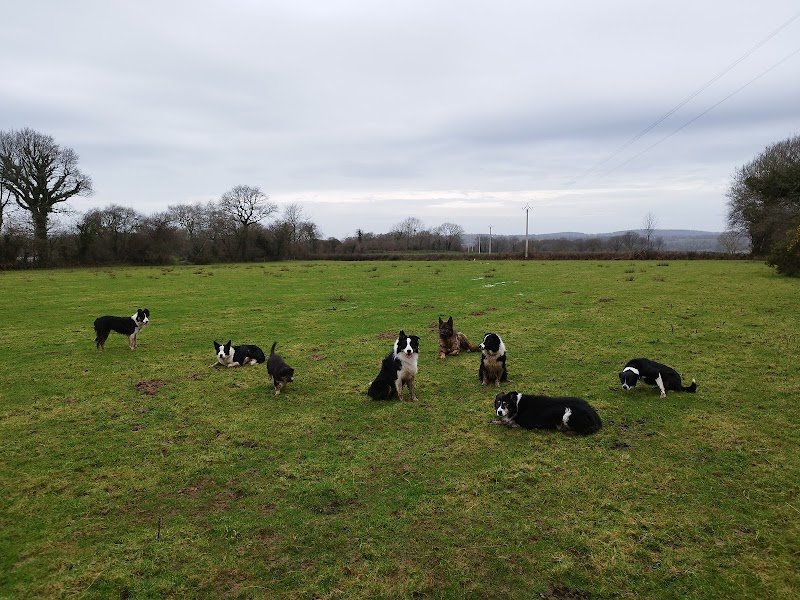 Centre d'éducation canine de Néhou - DogSheep&Co - photo 1