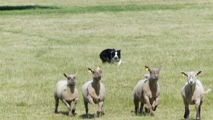 Centre d'éducation canine de Néhou - DogSheep&Co - photo 2