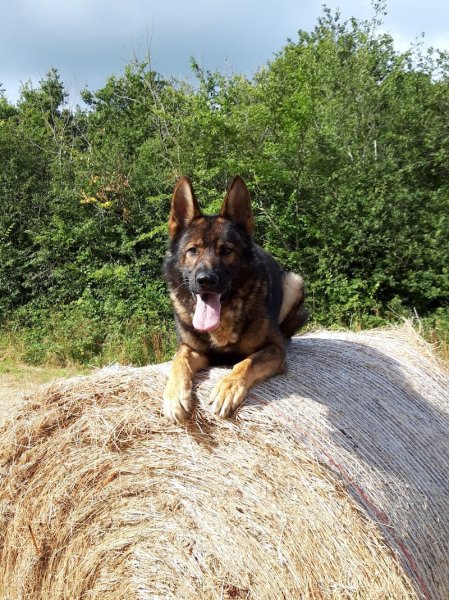 Centre d'éducation canine de Néhou - DogSheep&Co - photo 3