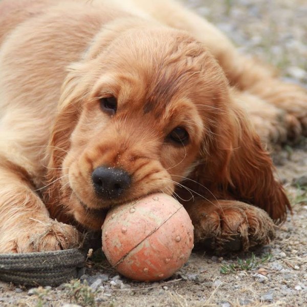 SCOUBI DOG SERVICES - photo 1