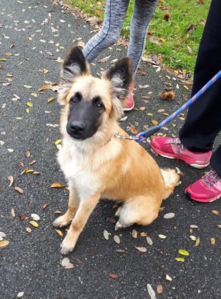 SCOUBI DOG SERVICES - photo 2