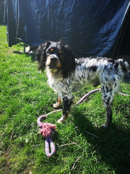 Un Chien Une Histoire - photo 1