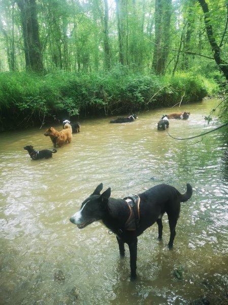 Un Chien Une Histoire - photo 2