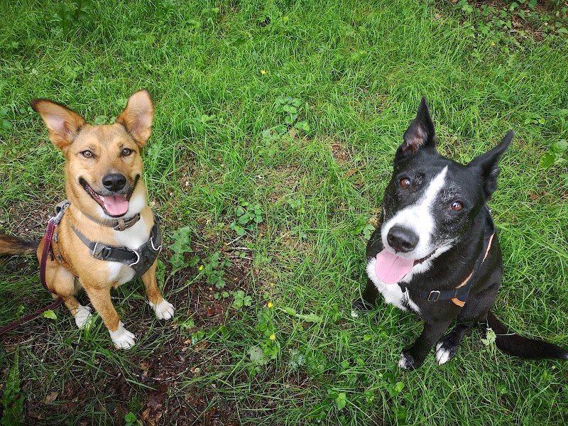 Un Chien Une Histoire - photo 3