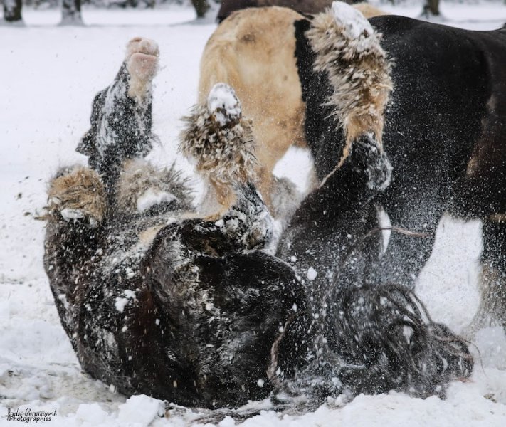 Académie d'Enseignement Comportemental FIRFOL - photo 3
