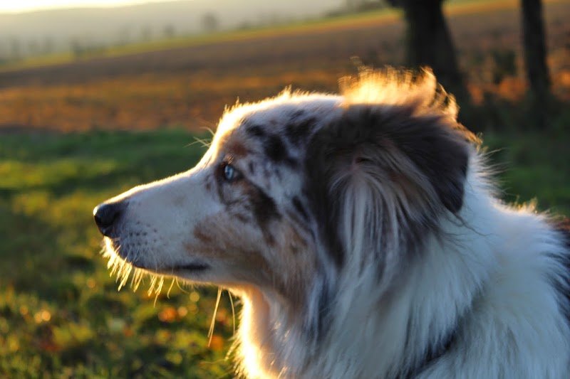 Educateur comportementaliste canin Soluchien Karinne