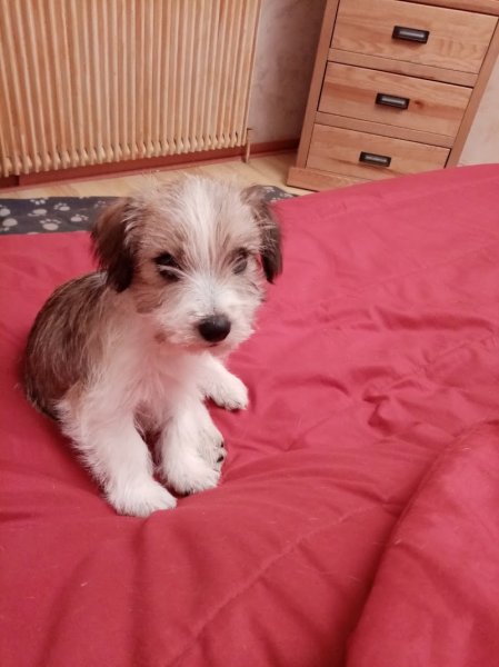 Educateur comportementaliste canin Soluchien Karinne - photo 2