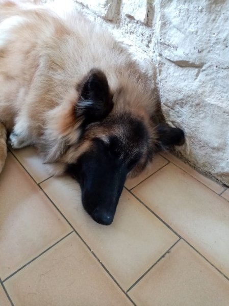 Educateur comportementaliste canin Soluchien Karinne - photo 3