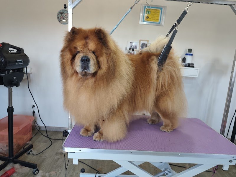 Ô Chien Pacha - photo 1