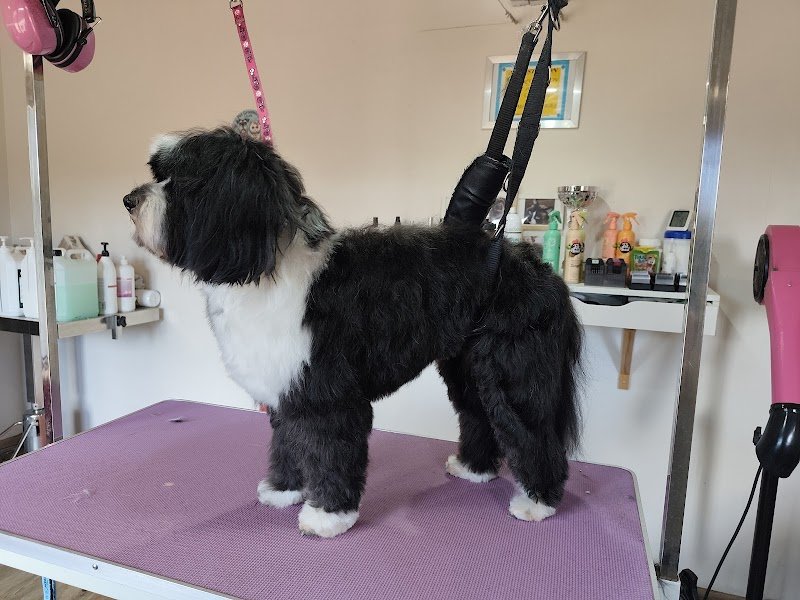 Ô Chien Pacha - photo 2