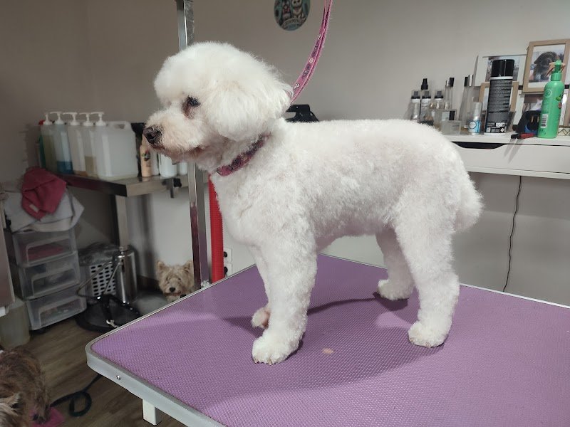 Ô Chien Pacha - photo 3