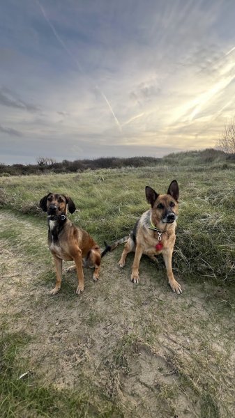 OuiDogs Lingreville - Educateur Canin/Comportementaliste - photo 3