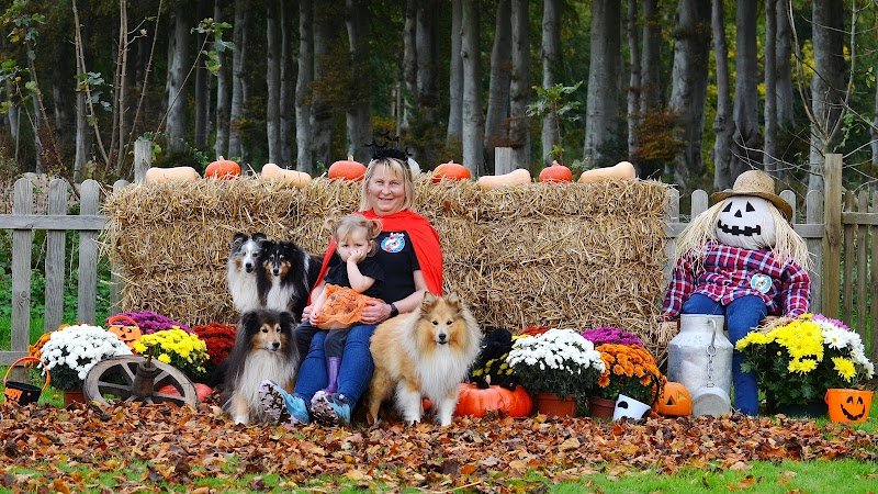 Amicale Cynophile Agility de Fécamp - photo 3