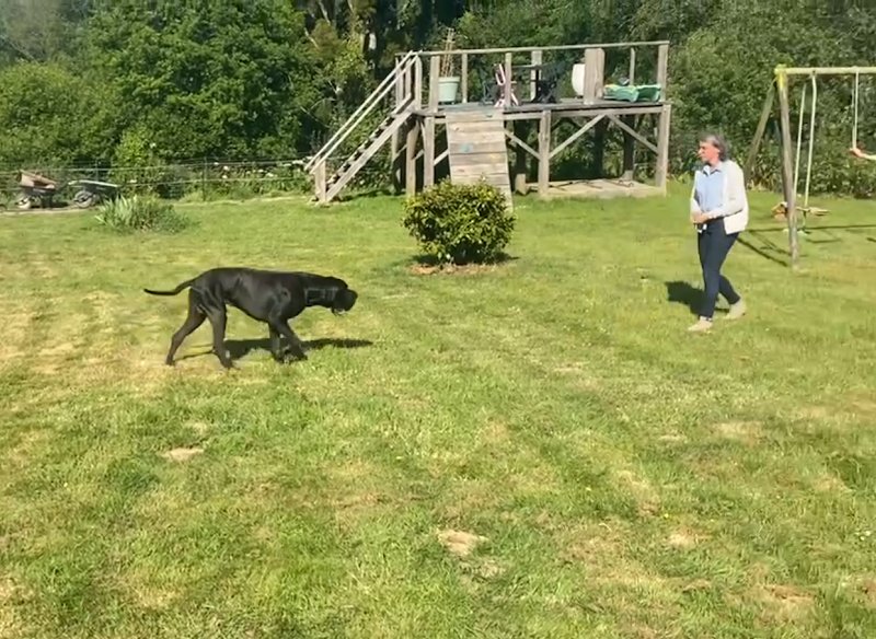 Dog's Community - photo 1