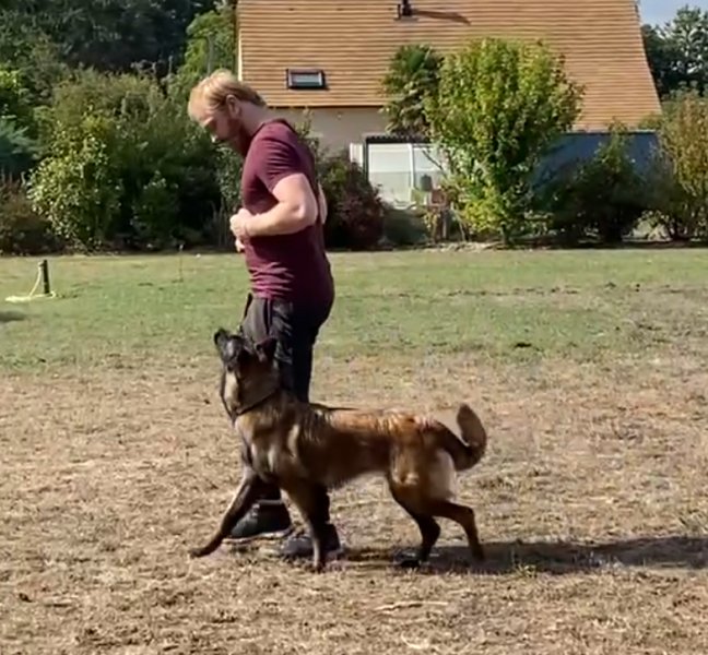 Dog's Community - photo 2