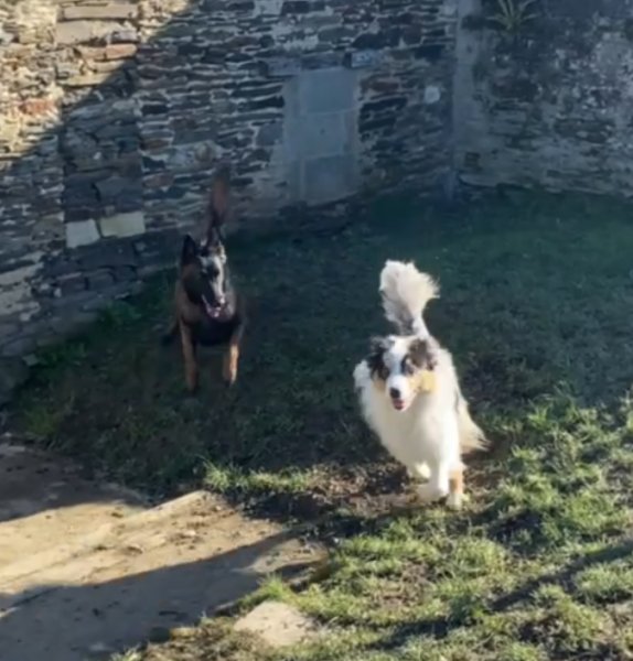 Dog's Community - photo 3