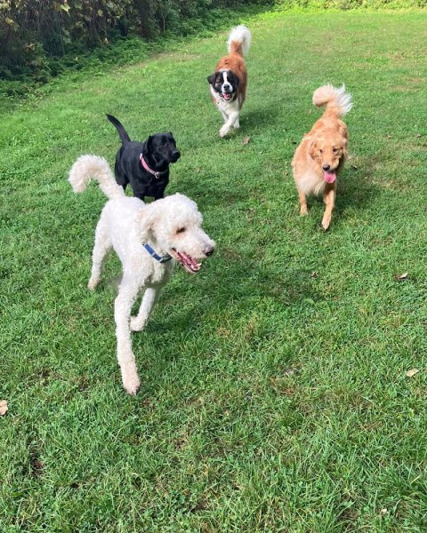 Centre Canin LeGardeur - photo 2