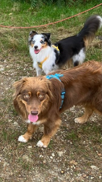 La voie du Berger - Educatrice canin - photo 2