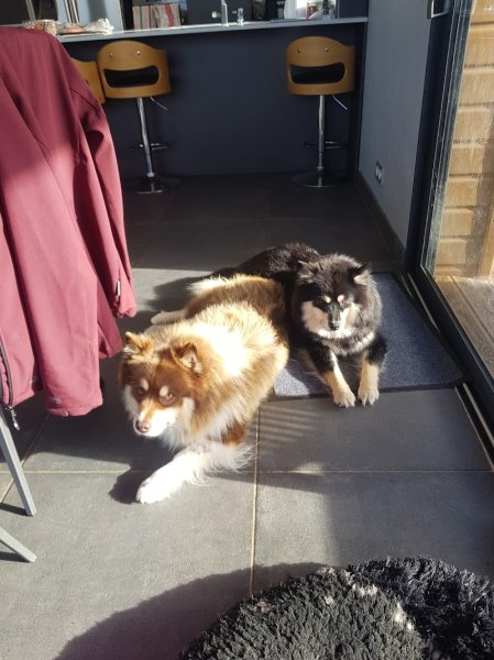 Éducateur canin RespectDogs Évreux - photo 2