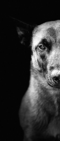 educateur canin louviers normandie