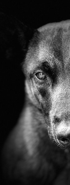 educateur canin louviers normandie - photo 2