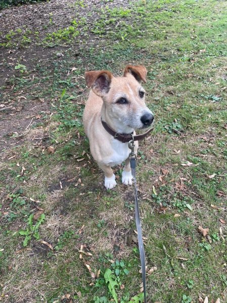 Patrice FOUCAULT - CLUB MEDDOG