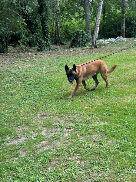 Patrice FOUCAULT - CLUB MEDDOG - photo 2