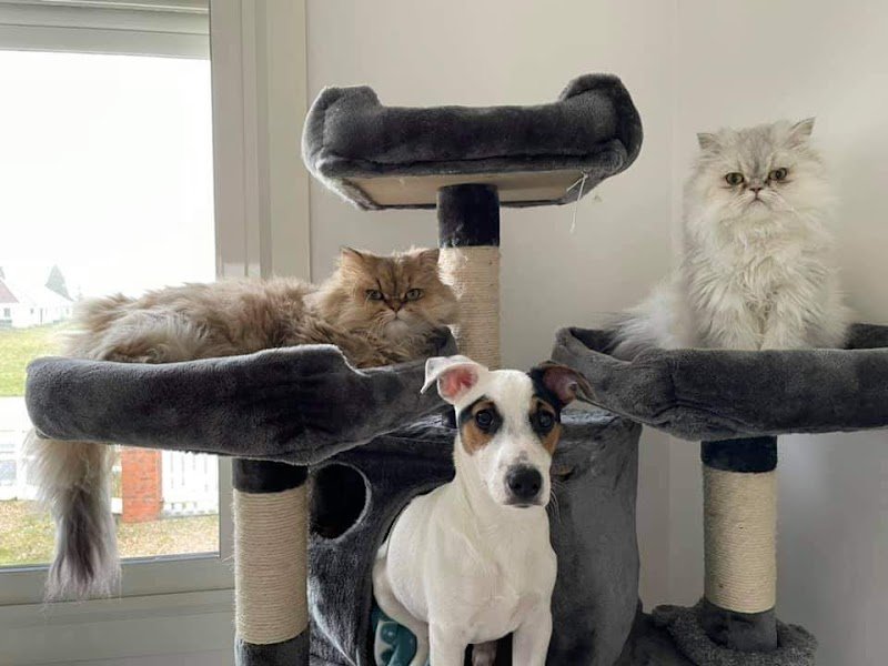 Au Bonheur des Chiens