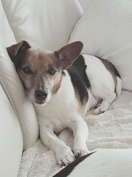 Au Bonheur des Chiens - photo 2