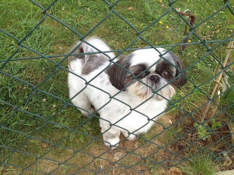 Au Bonheur des Chiens - photo 3